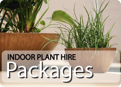Indoor Plant Hire Packages