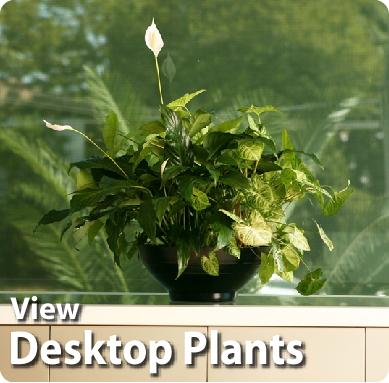 Desktop pot plants for Hire Sydney