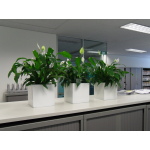 Spathipyllum in smart desktop planters