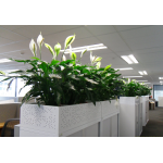 Spathiphyllum in office plant hire client