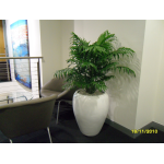 Parlor Palm in indoor plant hire client